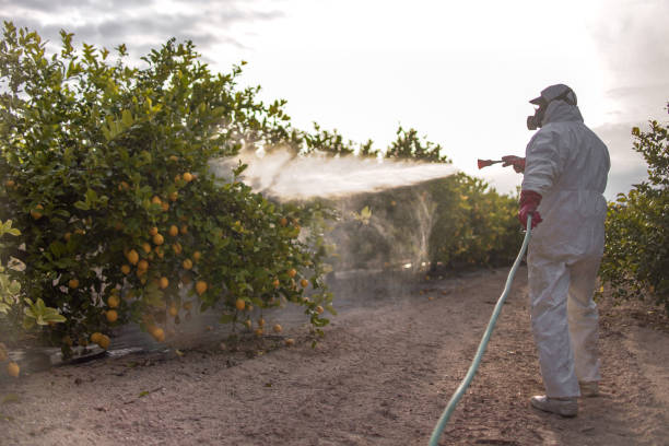 Best Bed Bug Extermination  in Orchard Homes, MT
