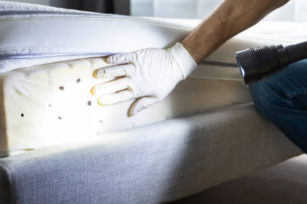 Best Mosquito Control Services  in Orchard Homes, MT