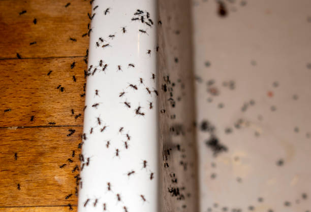 Reliable Orchard Homes, MT Pest Control Solutions