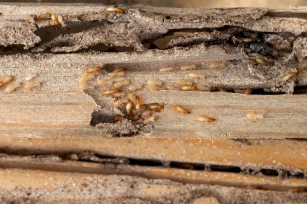 Best Best Pest Control Companies  in Orchard Homes, MT
